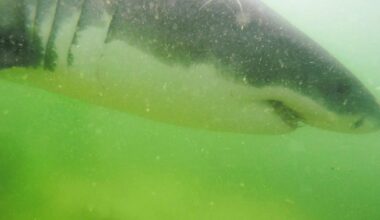 It's "peak white shark season," experts say. Here's where they've been spotted this weekend in Massachusetts.