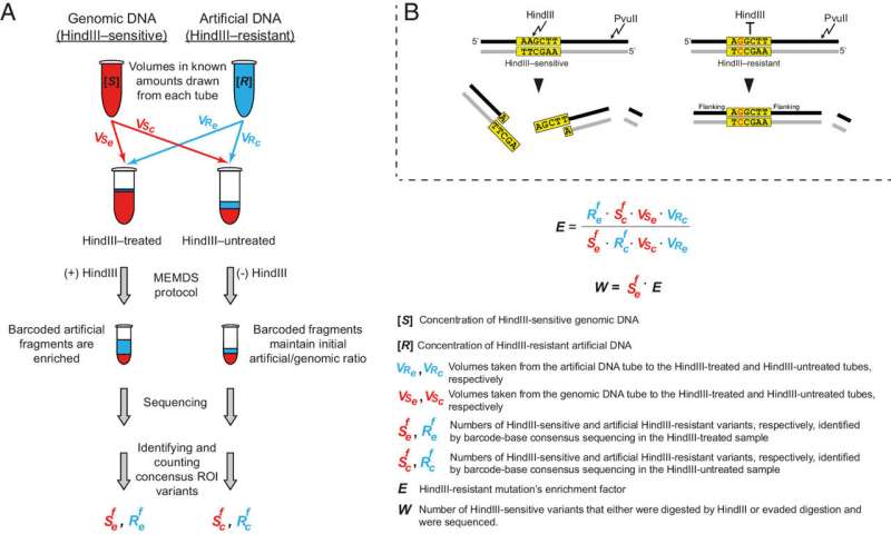Mutations driving evolution informed by genome, not random, according to study