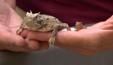 Fort Worth Zoo plans largest horned lizard release in Texas – NBC 5 Dallas-Fort Worth