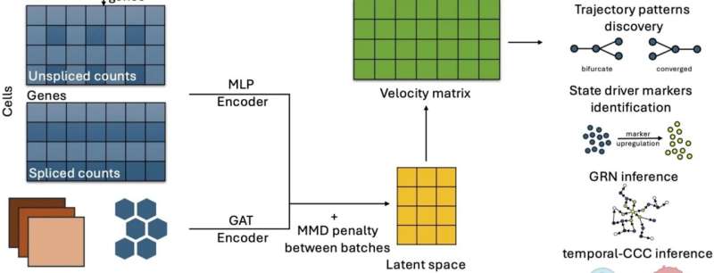 The new method, spVelo, incorporates two types of neural networks: a Variational Autoencoder that models gene expression and a Graph Attention Network that allows the incorporation of spatial and batch information from the sequencing data. A maximum mean discrepancy penalty also permits inferences about RNA velocity across multiple batches. Credit: Long et. al. 2025, Genome Biology. New method calculates rate of gene expression to understand cell fate