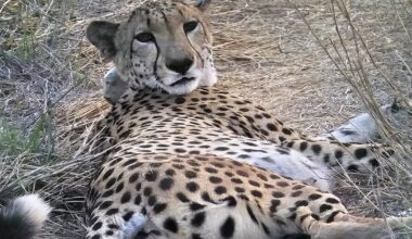 African female cheetah Dheera joins male coalition at MP's Gandhi Sagar Wildlife Sanctuary
