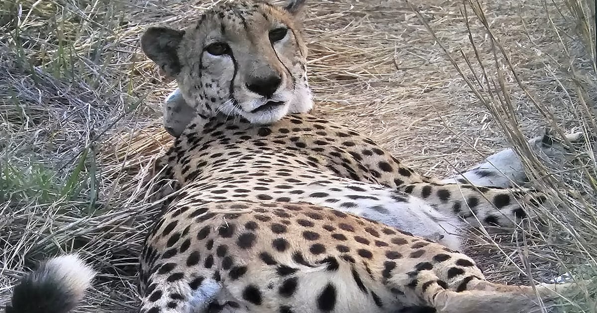 African female cheetah Dheera joins male coalition at MP's Gandhi Sagar Wildlife Sanctuary