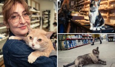 Meet the NYC shop cat working for over a decade — one of dozens of feline workers profiled in new book