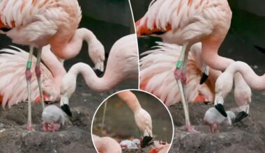 Adorable photos show Chilean flamingo chick taking its first steps