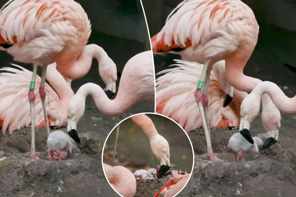 Adorable photos show Chilean flamingo chick taking its first steps