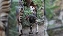 A recently born okapi calf next to a fully-grown okapi.