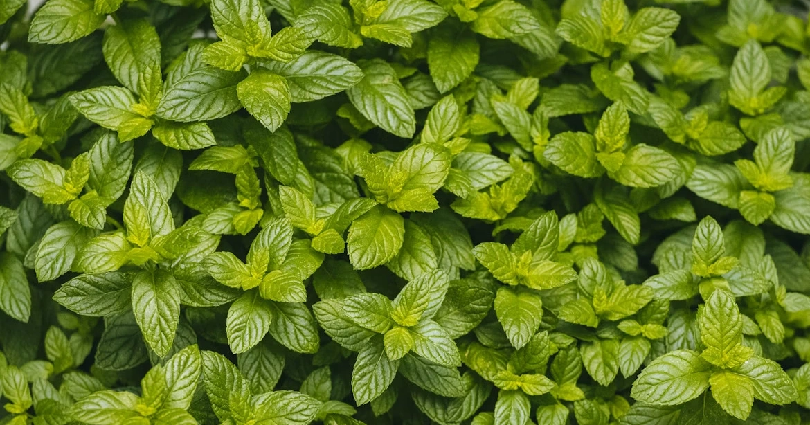 Bridges to success: Introducing new Spartans to life at MSU 