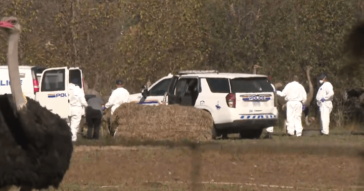 2 people arrested as ostrich cull looms at B.C. farm on Tuesday