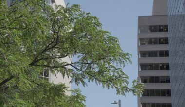 8 Ottawa neighbourhoods urgently need more trees. Here's where they are