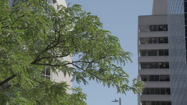 8 Ottawa neighbourhoods urgently need more trees. Here's where they are