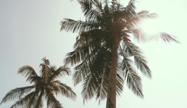 palm tree crash...