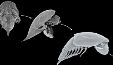 Scientists identify alien-looking seafloor larva and it's not what they thought