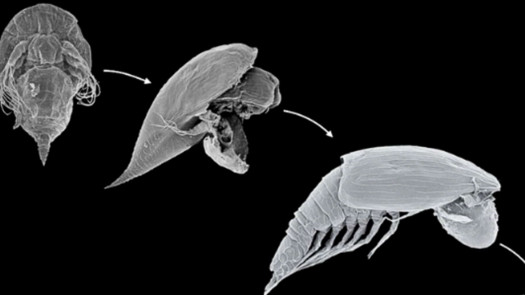 Scientists identify alien-looking seafloor larva and it's not what they thought
