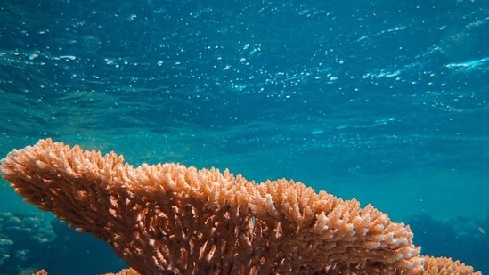 Scientists have named a new coral species in the western Pacific after Chewbacca from Star Wars.(Representative image/Unsplash)