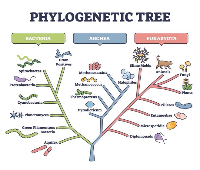 graphic of a phylogenetic tree