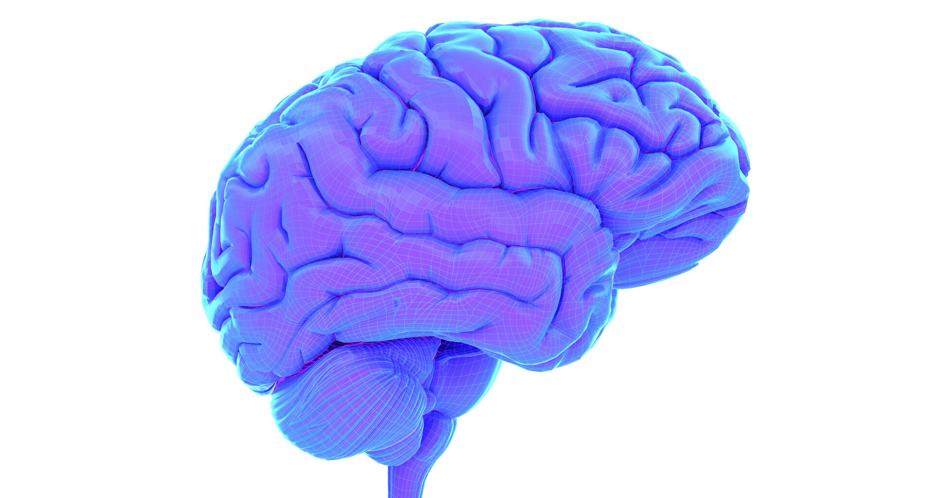 Human-Based Brain Organoids Replicate Key Processes of Learning and Memory