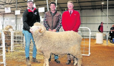 Prices hit a high of $6000 for this Merino ram at the Ledwith familys Kolindale incorporating Eastville Poll Merino and Cardiff bloodline Merino on-property ram sale at Dudinin last week. With the ram were Kolindale co-principal Luke Ledwith (left), buyer Glenn Smith, Wongamine Grazing Co, Northam and Elders stud stock sales specialist Jeff Brown. Picture by Jodie Rintoul.