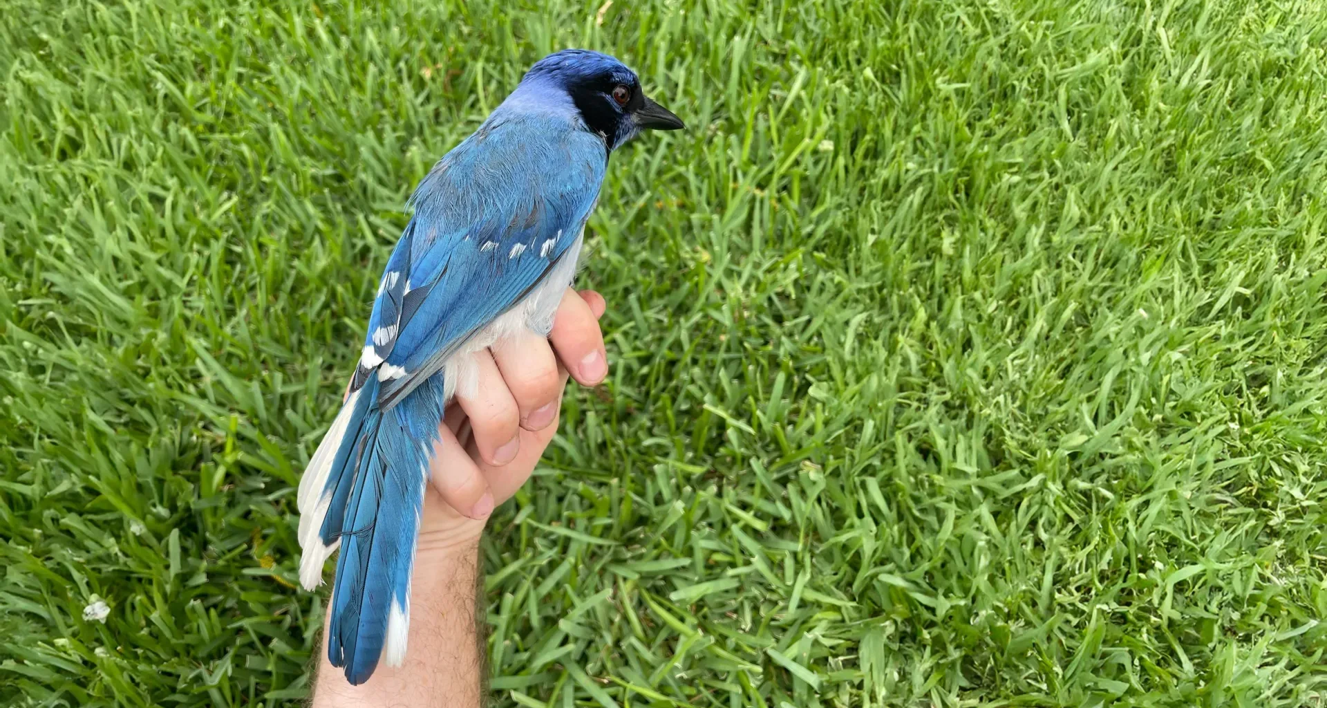 Strange new hybrid bird spotted in Texas backyard