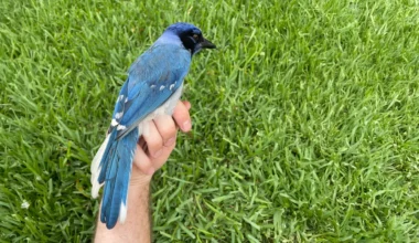 Strange new hybrid bird spotted in Texas backyard