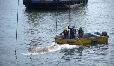 Baleen whale carcass found in Singapore waters; museum studying specimen