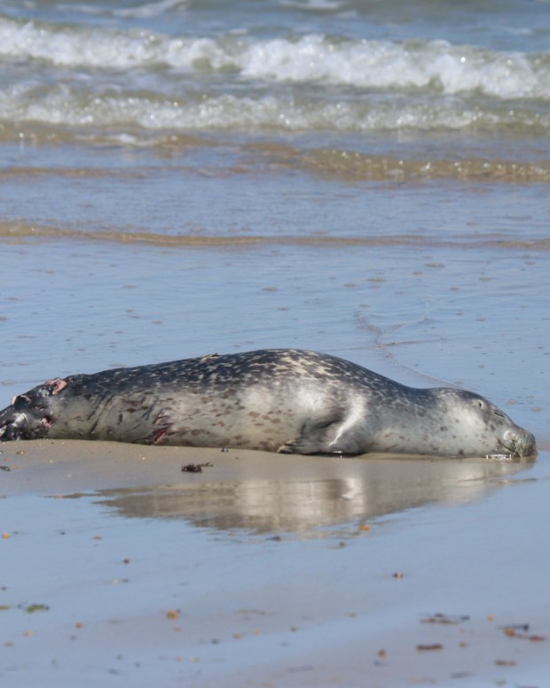 An injured seal with a shark bite washed up on a Duxbury beach this week. (Whale and Dolphin Conservation photo)