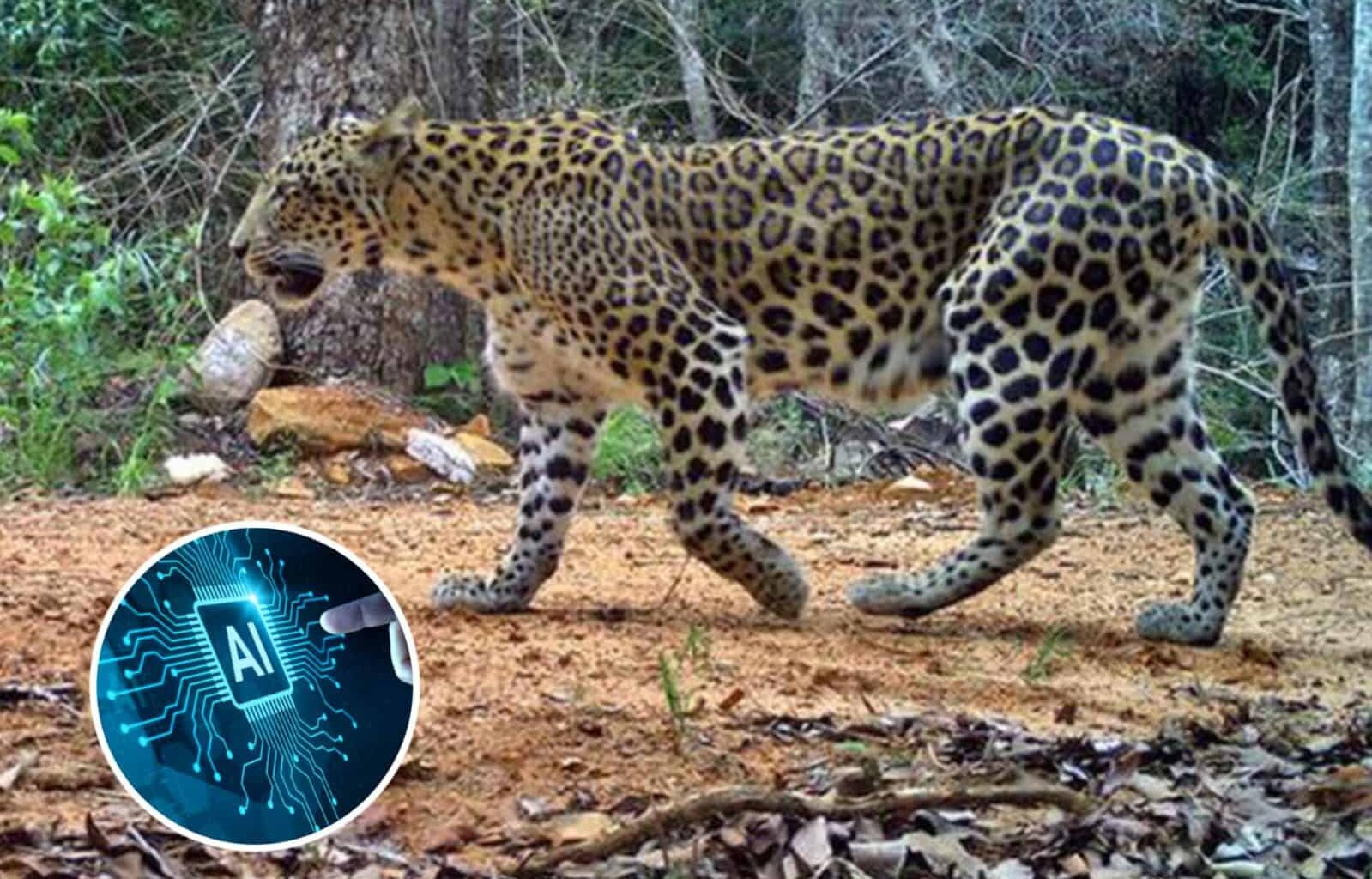 AI-Powered Systems To Avoid Human-Wildlife Conflict in Tirumala Hills