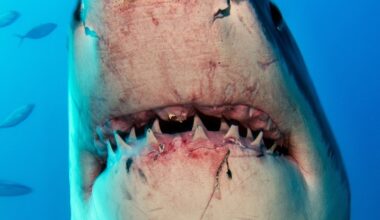 Ocean Water Could Soon Have a Shocking Effect on Sharks' Teeth : ScienceAlert