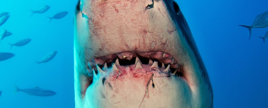 Ocean Water Could Soon Have a Shocking Effect on Sharks' Teeth : ScienceAlert