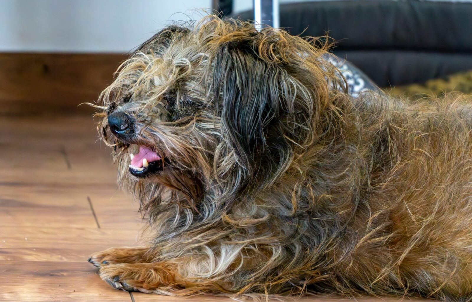 Investigate NYC Dog Hoarding Case to Stop Animal Cruelty – One Green Planet