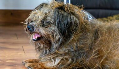 Investigate NYC Dog Hoarding Case to Stop Animal Cruelty – One Green Planet