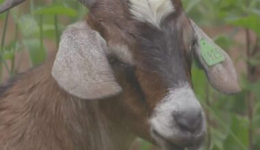 ComEd deploying goats to help protect Chicago-area power lines