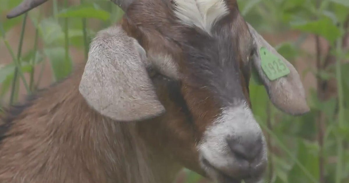 ComEd deploying goats to help protect Chicago-area power lines