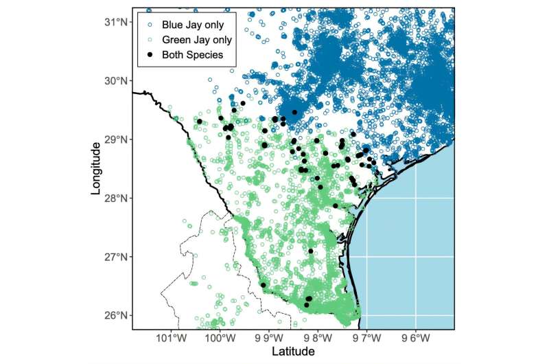 Green Jay and Blue Jay occurrences in Texas reported from 2000 to 2023 in eBird, a popular app for birders and citizen scientists to share their observations. Green points represent green jay occurrences, blue points denote blue jay occurrences and black points indicate localities of recorded co-occurrence. Credit: Brian Stokes/University of Texas at Austin So what should we call this – a grue jay?
