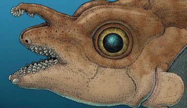 This Bizarre Fish Has 8 Rows of Forehead Teeth It Uses During Sex