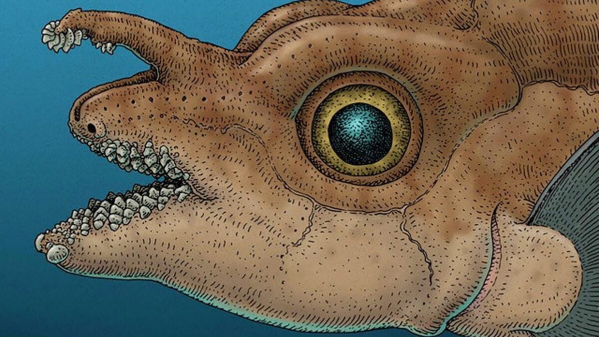 This Bizarre Fish Has 8 Rows of Forehead Teeth It Uses During Sex