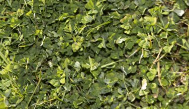 Spring search for subterranean clover