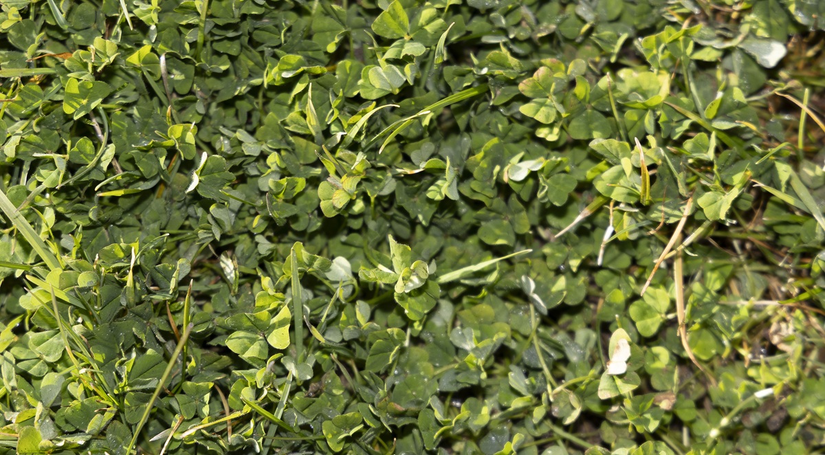 Spring search for subterranean clover