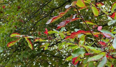 What's leading to the earlier fall foliage in New York?