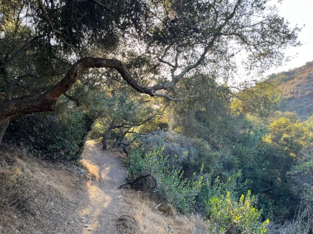 The Camino Ruiz Trail as it heads into Los Peñasquitos Canyon. (Maura Fox / The San Diego Union-Tribune)