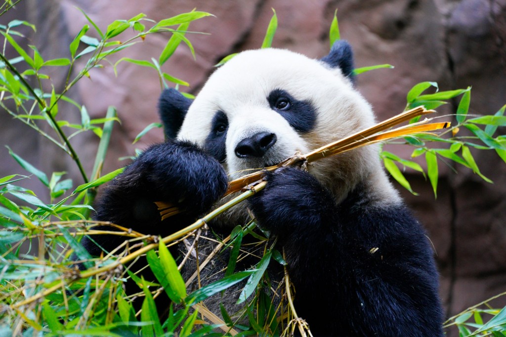 Kids get in free to many San Diego attractions in October – Orange County Register