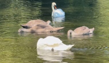 Effort underway in Boston to reunite young swan separated from family