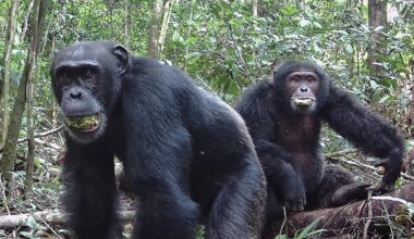 Wild chimpanzees consume the equivalent of 2 cocktails a day in the form of boozy fruit, research finds
