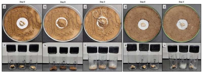 Representative pictures of sham encasement assay. (a) infected comb before encasement on day 0 (b) infected comb encased with 1 g autoclaved soil on day 0 (c) Pseudoxylaria proliferating out through the encased soil from the infected combs beneath on day 3. (d) and (e) representative controls on day 0 and day 3 respectively. Credit: Science (2025). DOI: 10.1126/science.adr2713 Termite observations reveal their sophisticated technique to prevent contamination in fungal crop