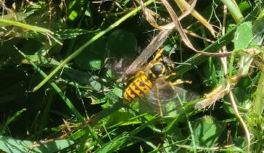 Why the yellowjacket population continues to grow in CT
