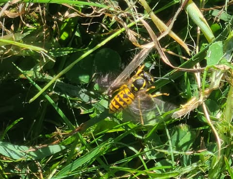 Why the yellowjacket population continues to grow in CT