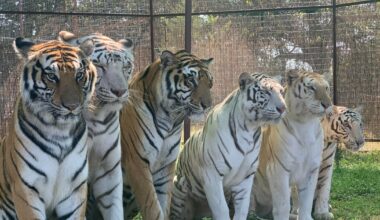 Animal handler killed by tiger was performing in front of onlookers and family, Oklahoma sheriff reveals