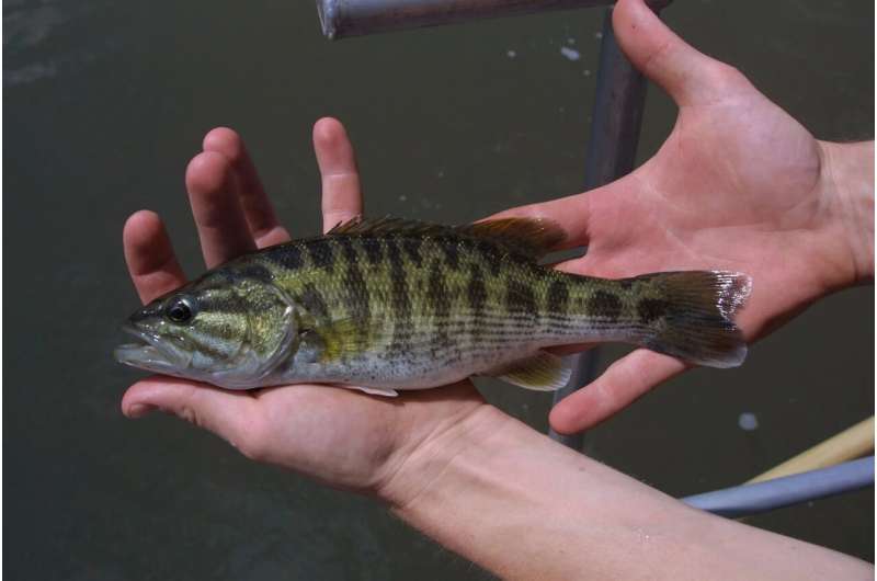 UGA ecologists document two new species of bass