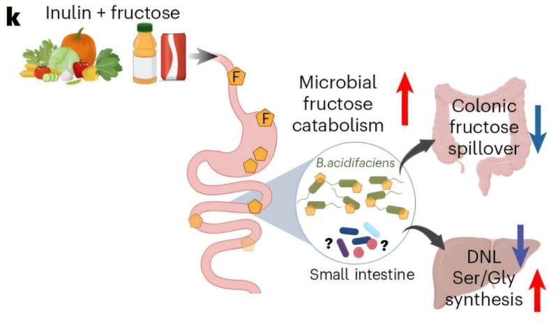 Understanding how fiber improves metabolic health