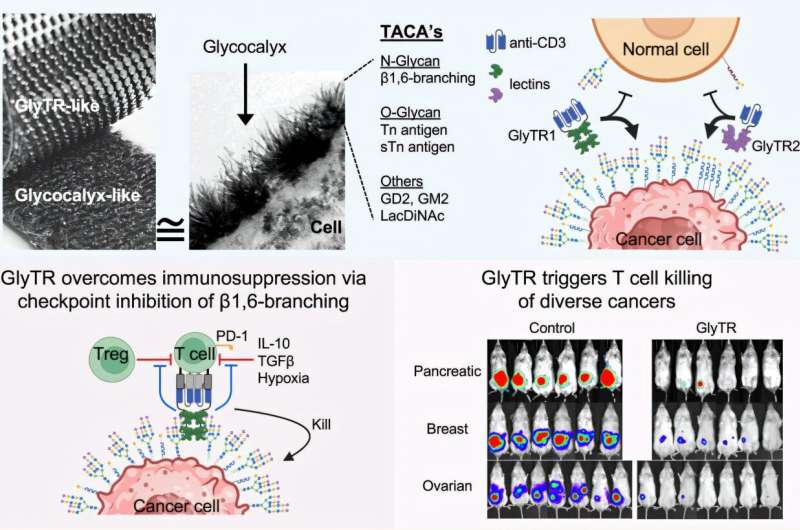 Credit: Cell (2025). DOI: 10.1016/j.cell.2025.09.001 Unique pan-cancer immunotherapy destroys tumors without attacking healthy tissue