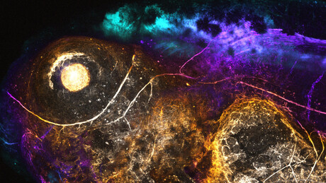 AI enables precise gene editing